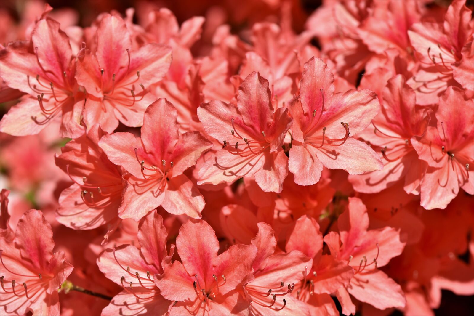 Nikon D7200 sample photo. Rhododendron, rhododendron buds, rhododendron photography