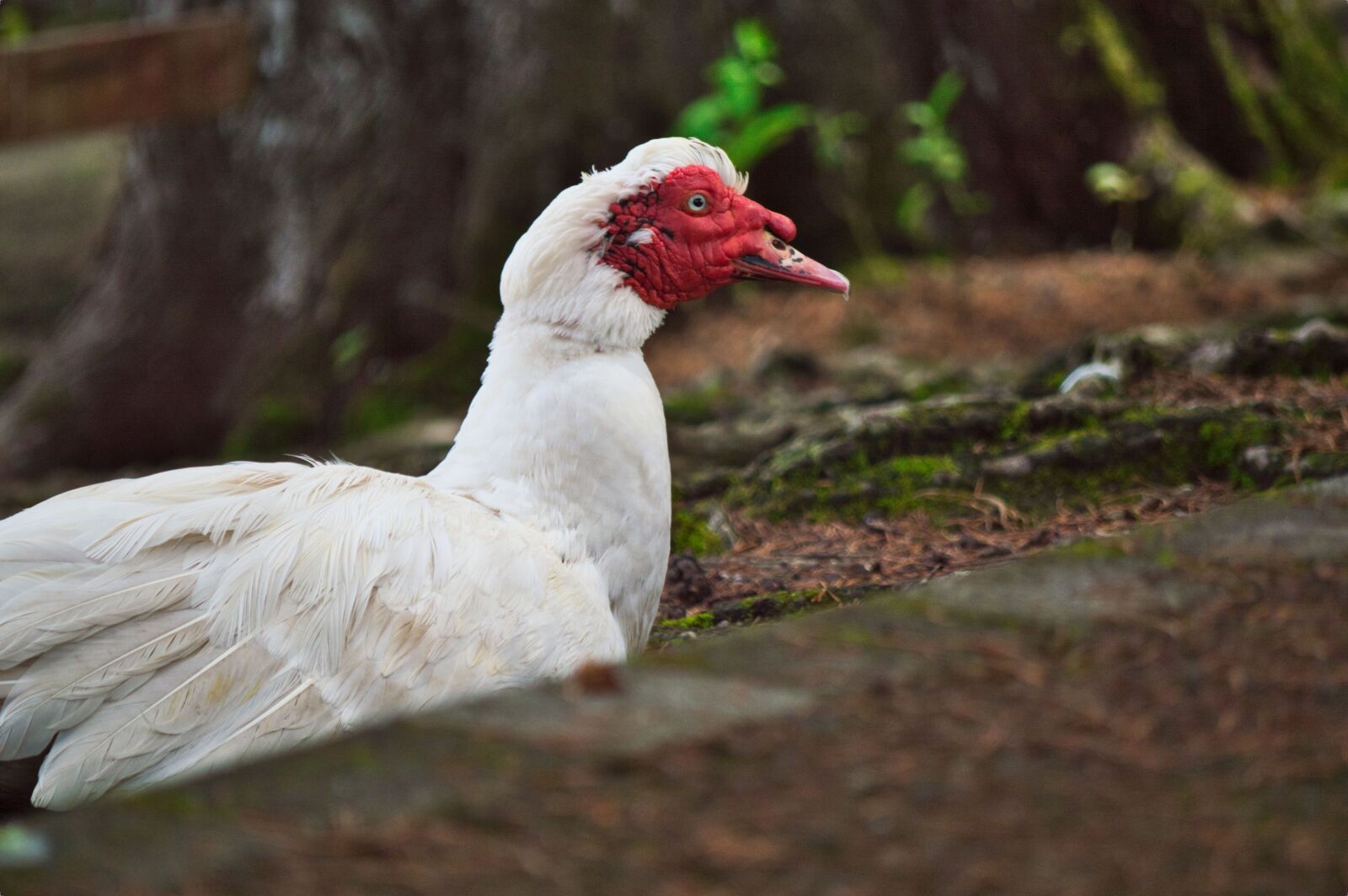 Nikon D3200 sample photo. Costa rica, ave, nature photography