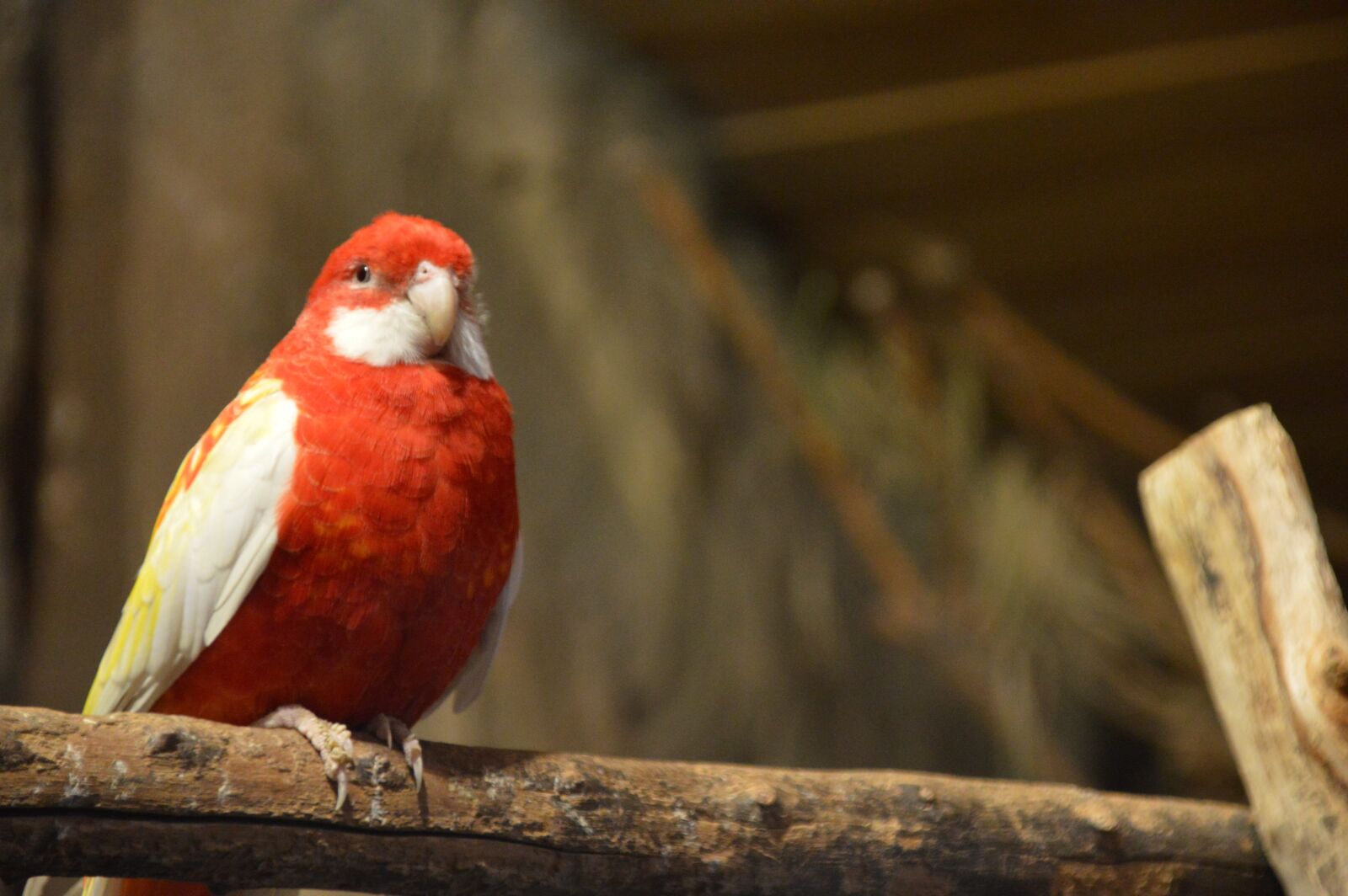 Nikon D3200 sample photo. Bird, parrot, exotic photography