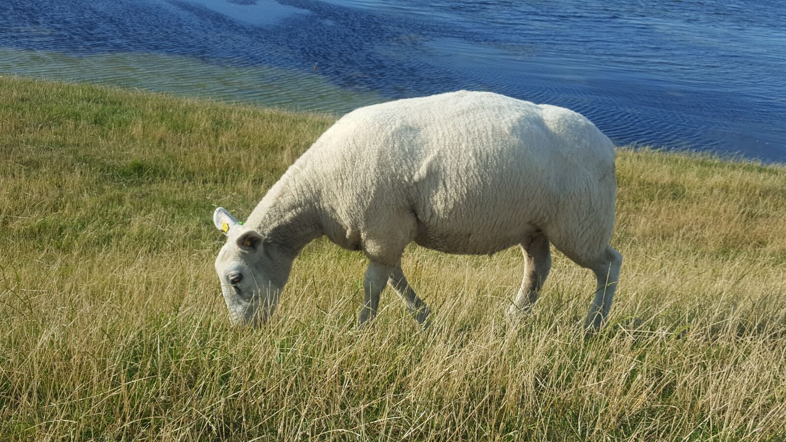 Samsung GALAXY S6 edge sample photo. Sheep, north sea, grass photography