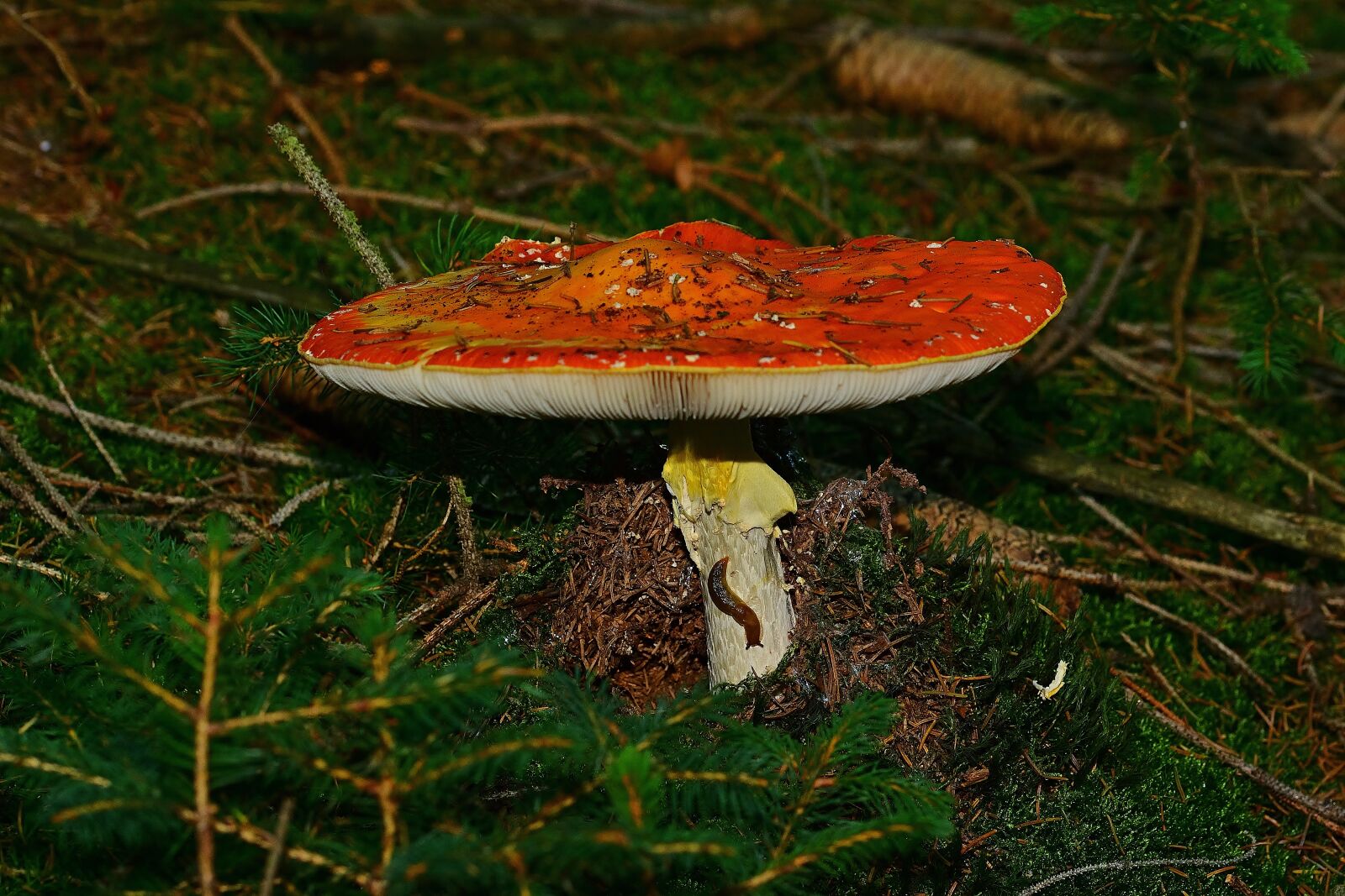 Nikon D5200 sample photo. Autumn, forest, fly agaric photography