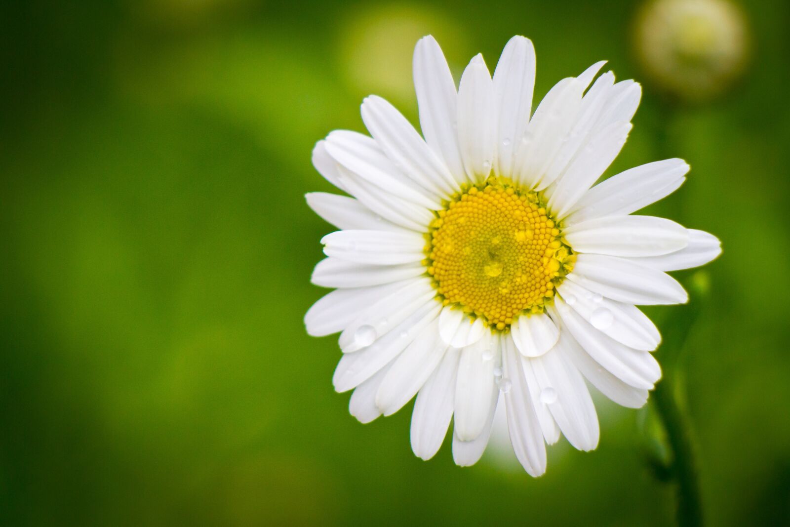 Canon EOS 7D + Canon EF-S 55-250mm F4-5.6 IS sample photo. Daisy, summer, flowers of photography