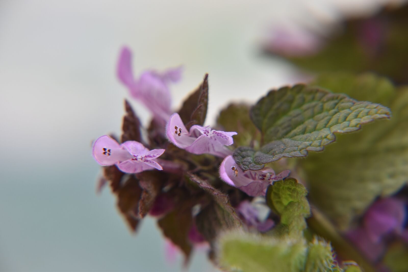Nikon D5500 sample photo. Brennessel, flowers, nature photography