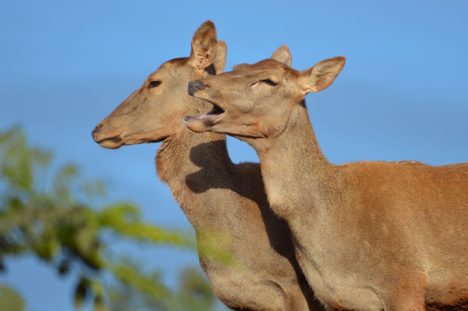 Nikon D3200 sample photo. Cerf de berberie, ungulate photography