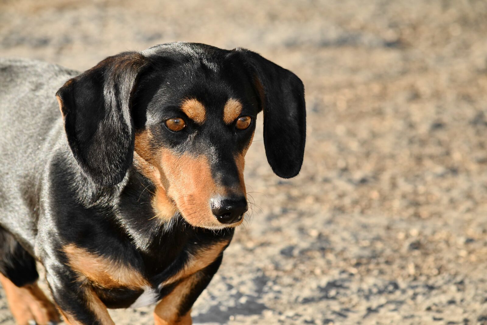 Nikon D5500 sample photo. Close-up, dachshund, eyes, canine photography