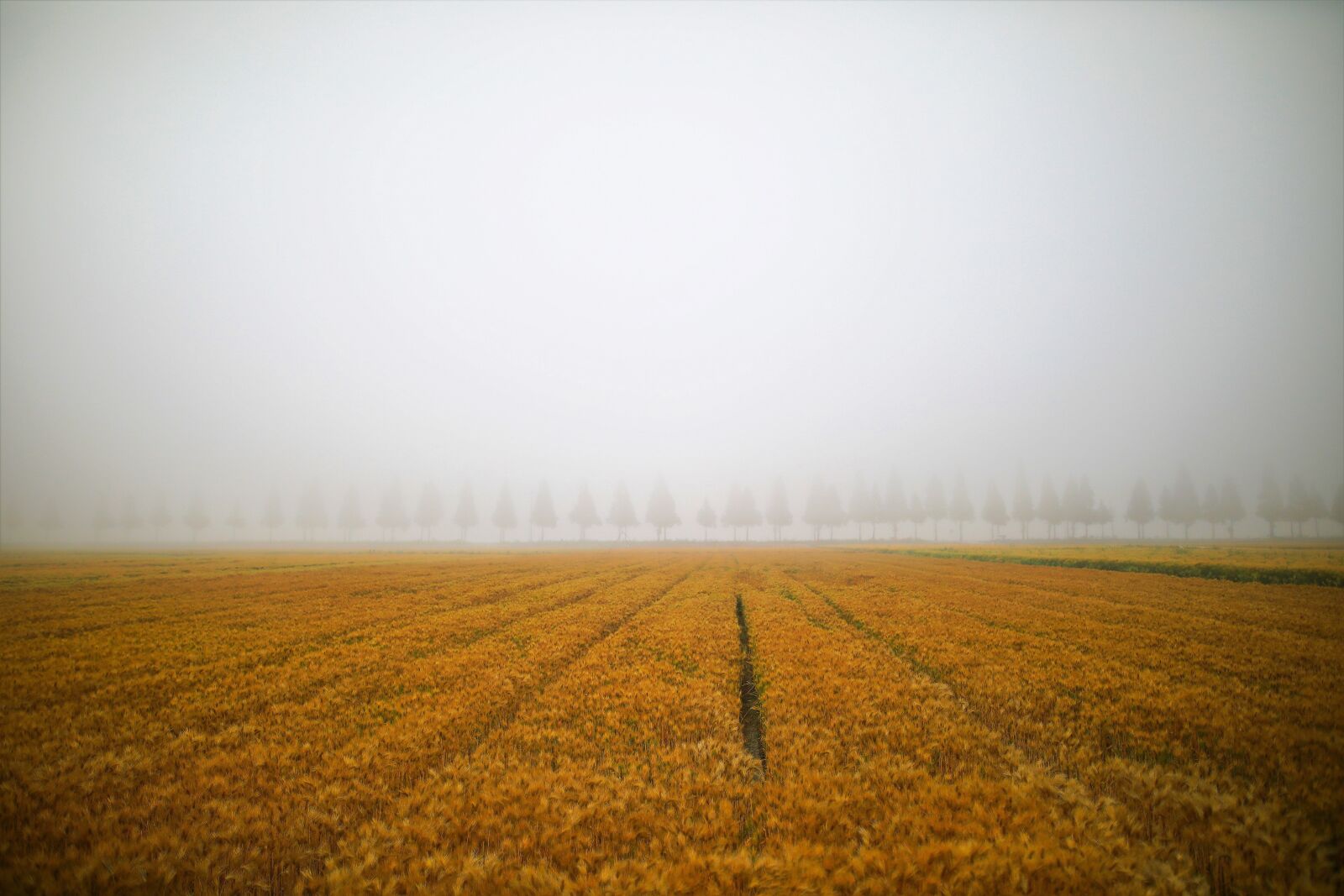 Canon EOS 5D Mark IV sample photo. Landscape, barley field, nature photography