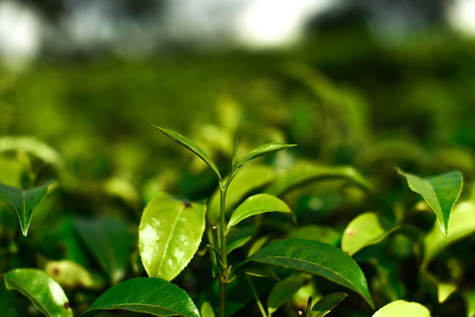 Nikon D750 sample photo. Tea, small, orthodox tea photography