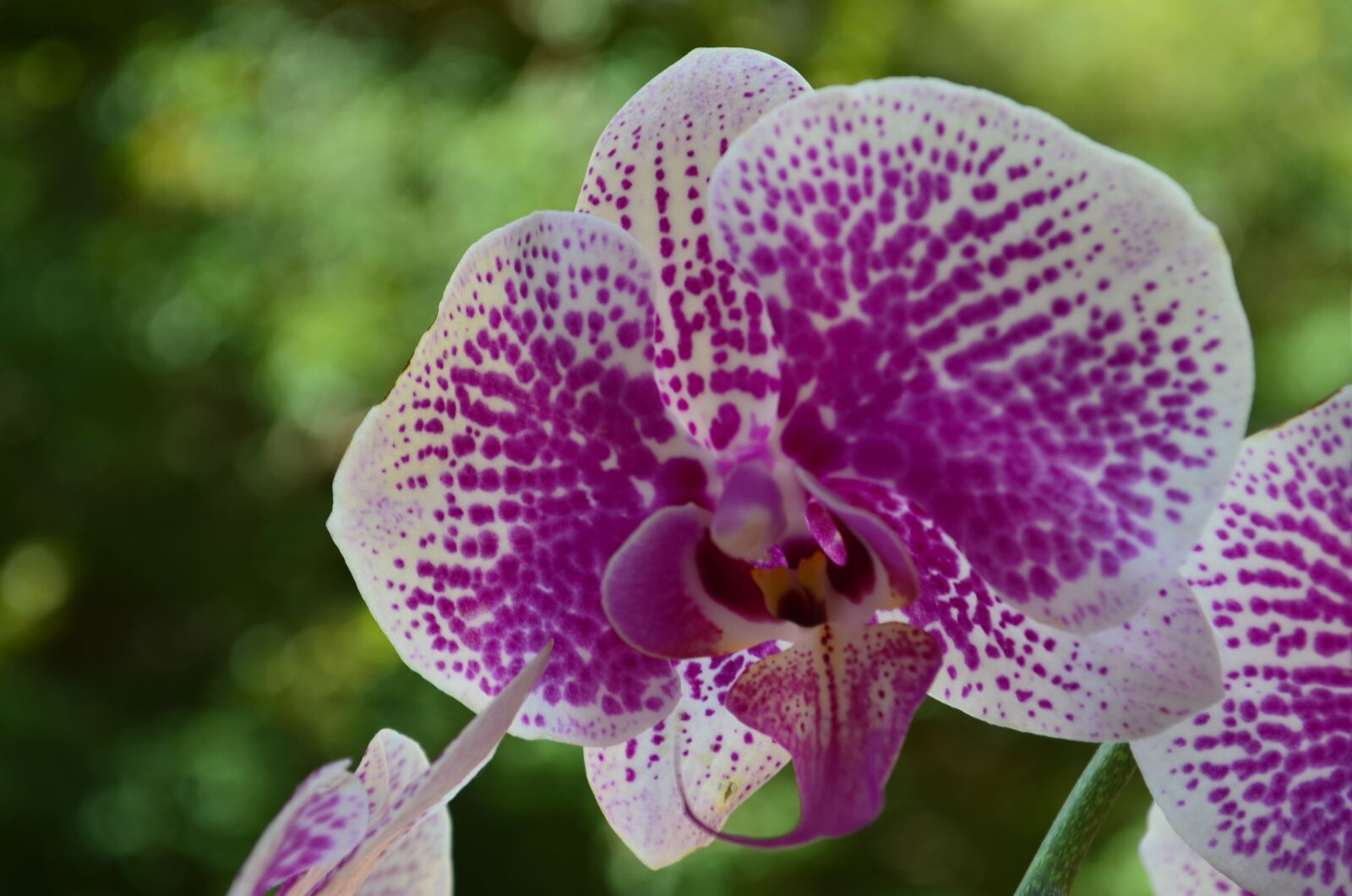 Nikon D7000 sample photo. Nature, flower, sunny day photography