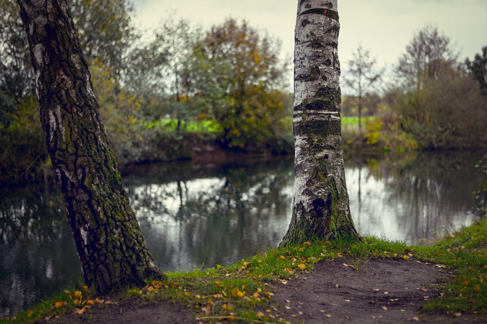 Nikon Z6 sample photo. Tree, tribe, birch photography
