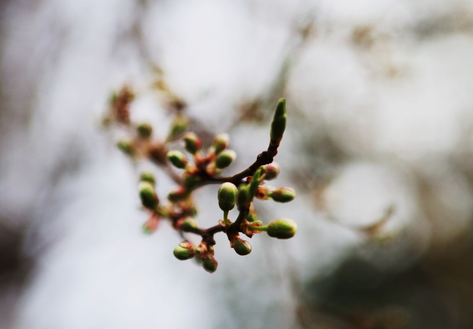 Canon EOS 7D sample photo. Branches, buds photography