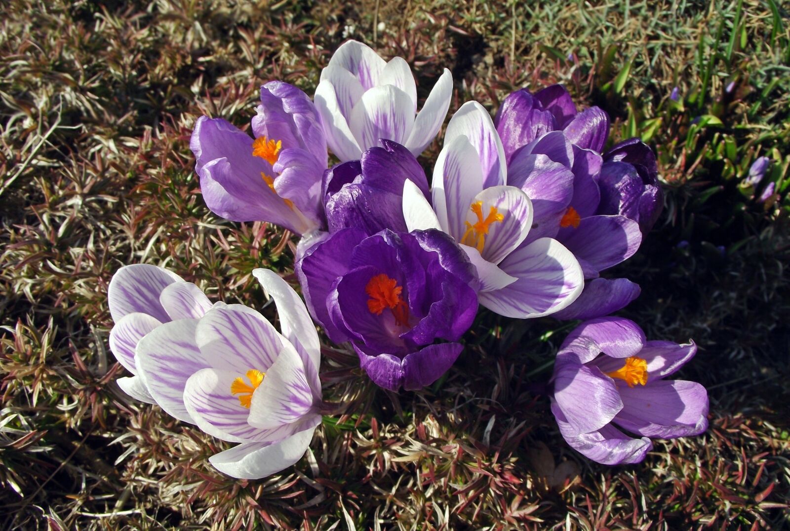 FujiFilm FinePix S1600 (FinePix S1770) sample photo. Flower, krokus, spring photography