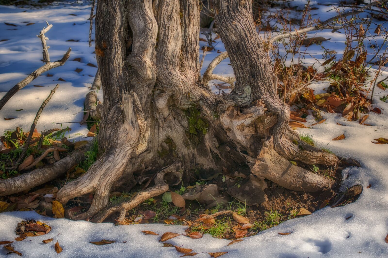 Nikon D3300 sample photo. Trunk, tree, snow photography
