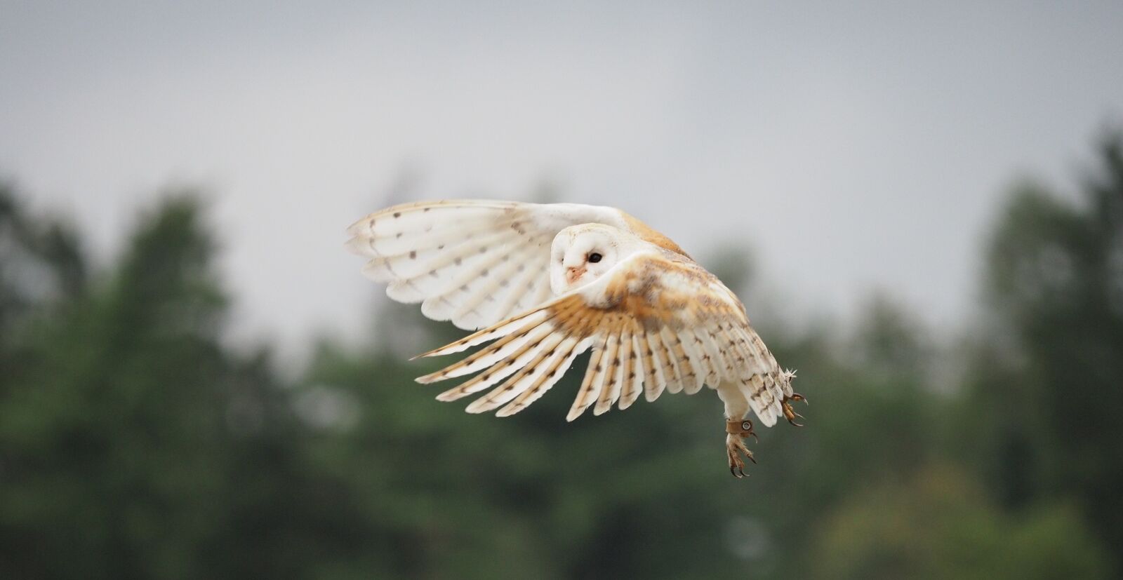 Olympus OM-D E-M1 Mark II + Olympus M.Zuiko Digital ED 40-150mm F2.8 Pro sample photo. Bird, animal, owl photography