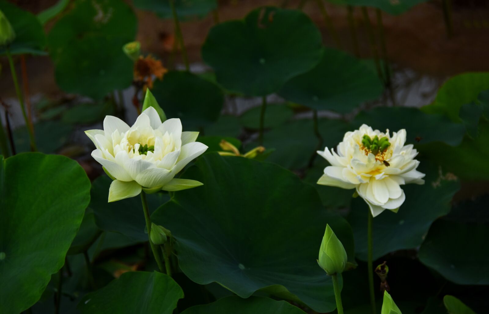 Nikon D7200 sample photo. Golden lotus, blooming, flower photography