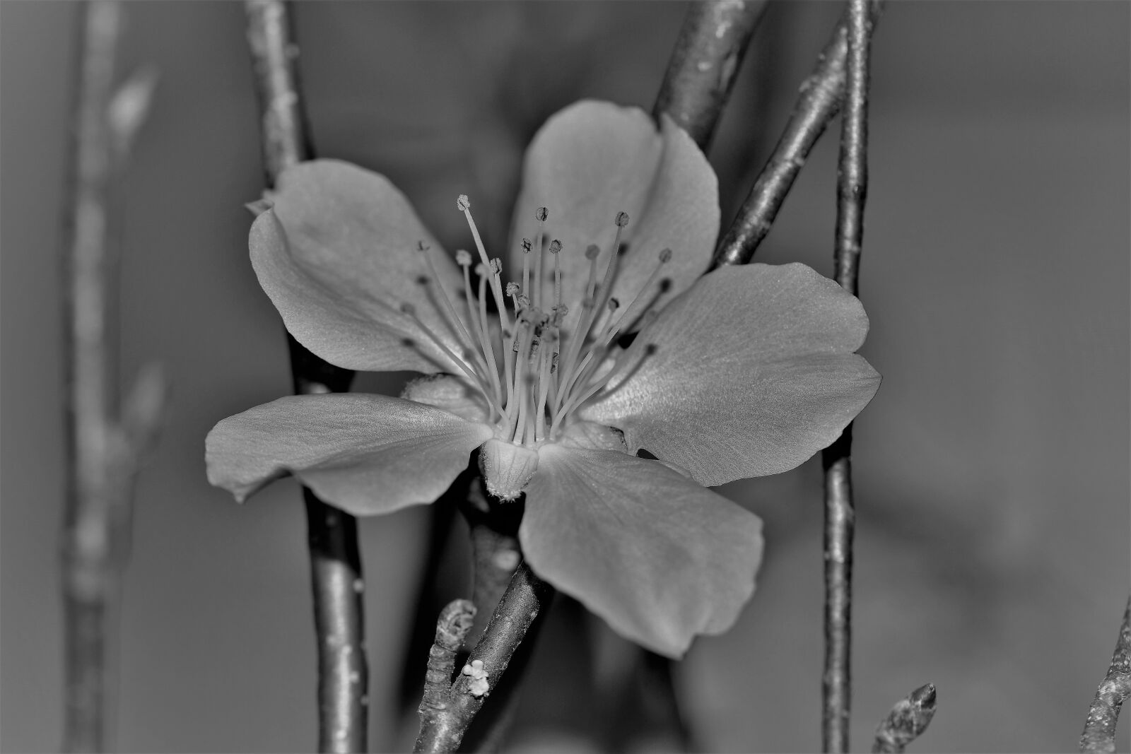 Nikon D5500 sample photo. Flower, nature, plant photography