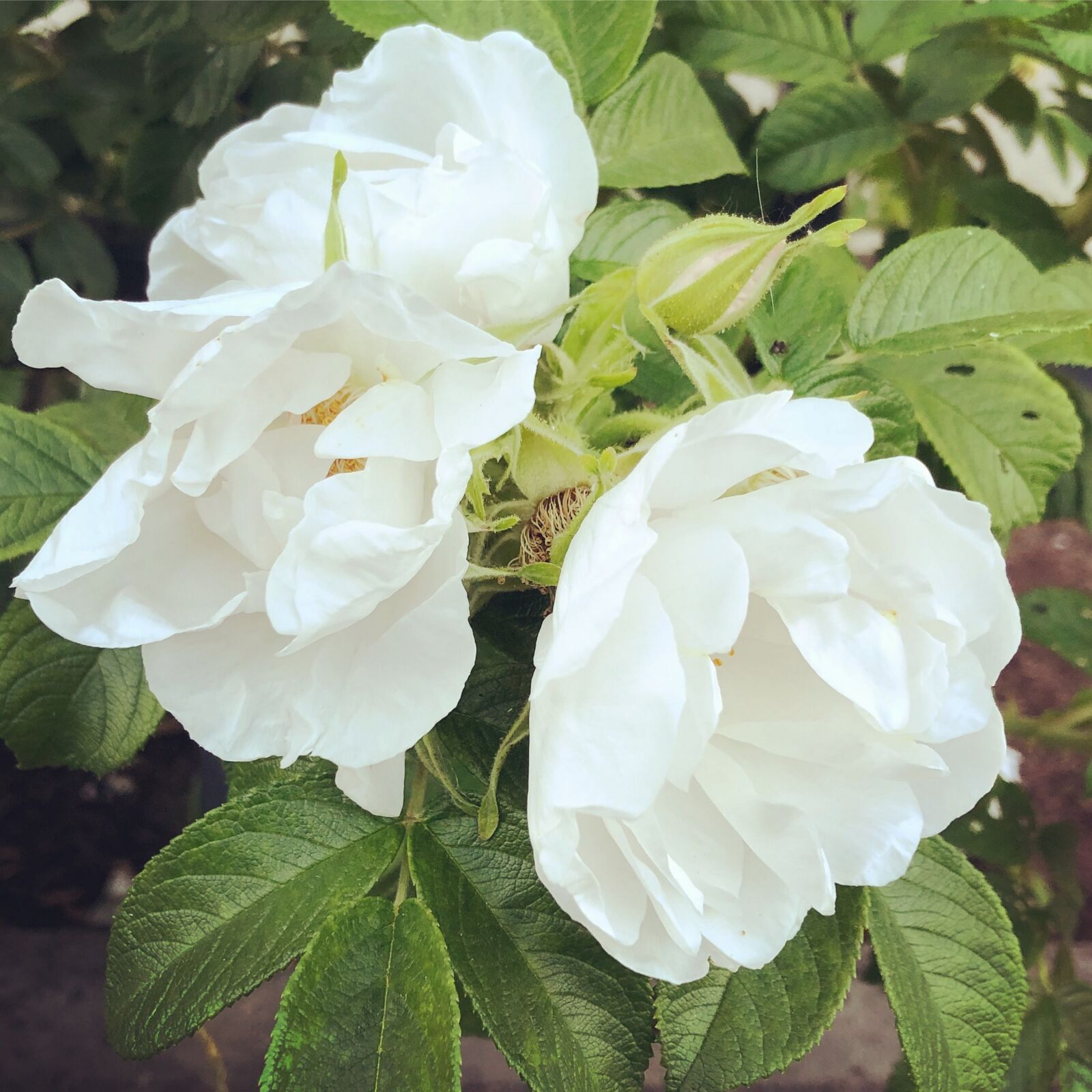 iPhone 8 Plus back dual camera 3.99mm f/1.8 sample photo. Rose, flower, nature photography