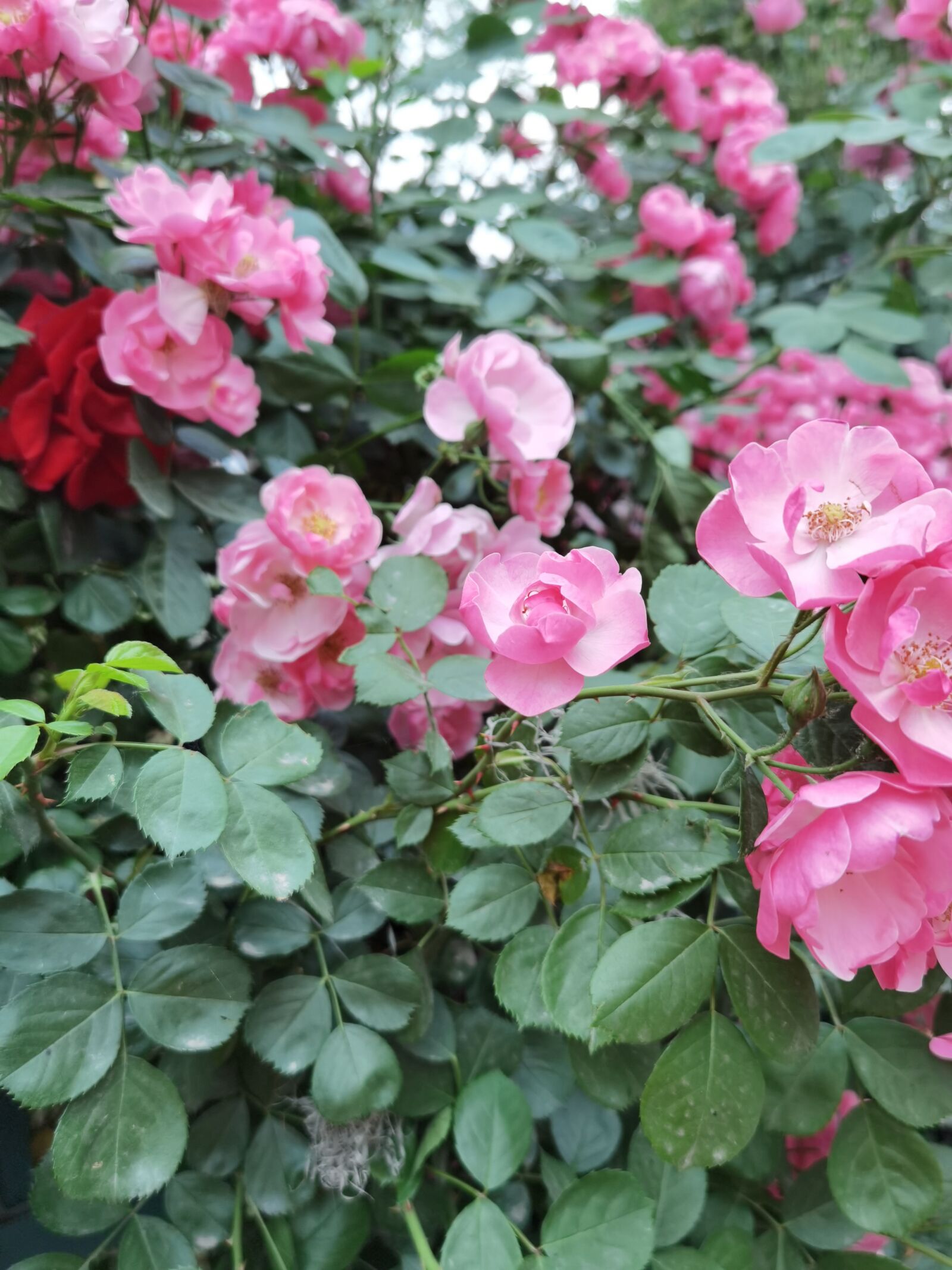 HUAWEI ELS-AN00 sample photo. Roses, rose, flower photography