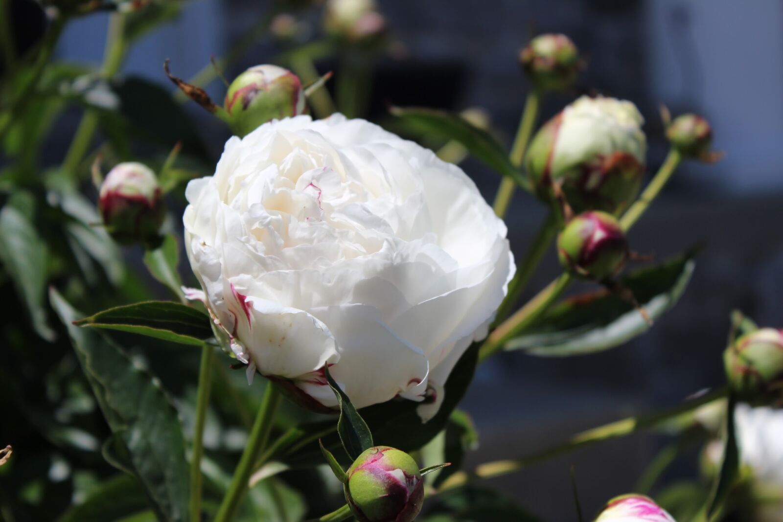 Canon EOS 600D (Rebel EOS T3i / EOS Kiss X5) sample photo. White, peony, flower photography