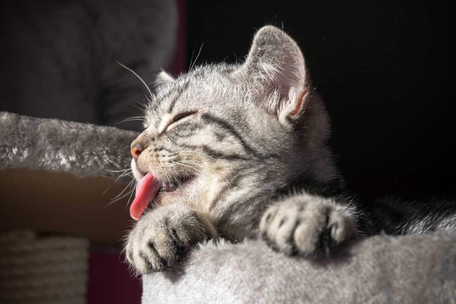 Nikon D5300 sample photo. Tongue, cute, kitten photography