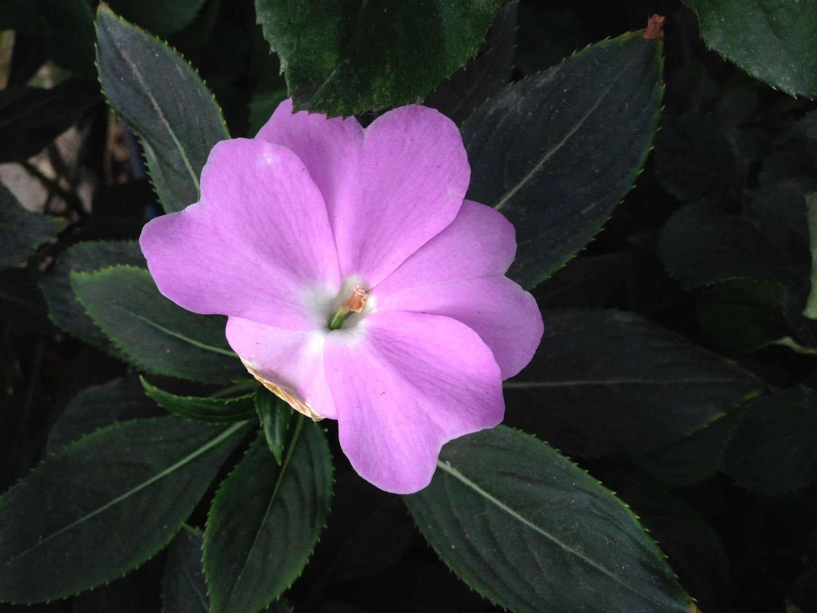 Apple iPhone 5 sample photo. Viola, purple, flower photography