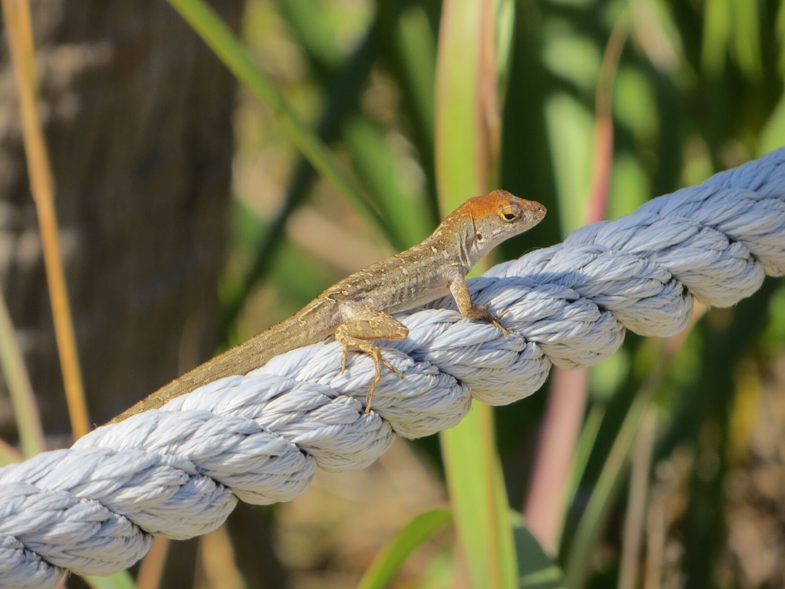 Canon PowerShot SX260 HS sample photo. Reptile, nature, animal photography