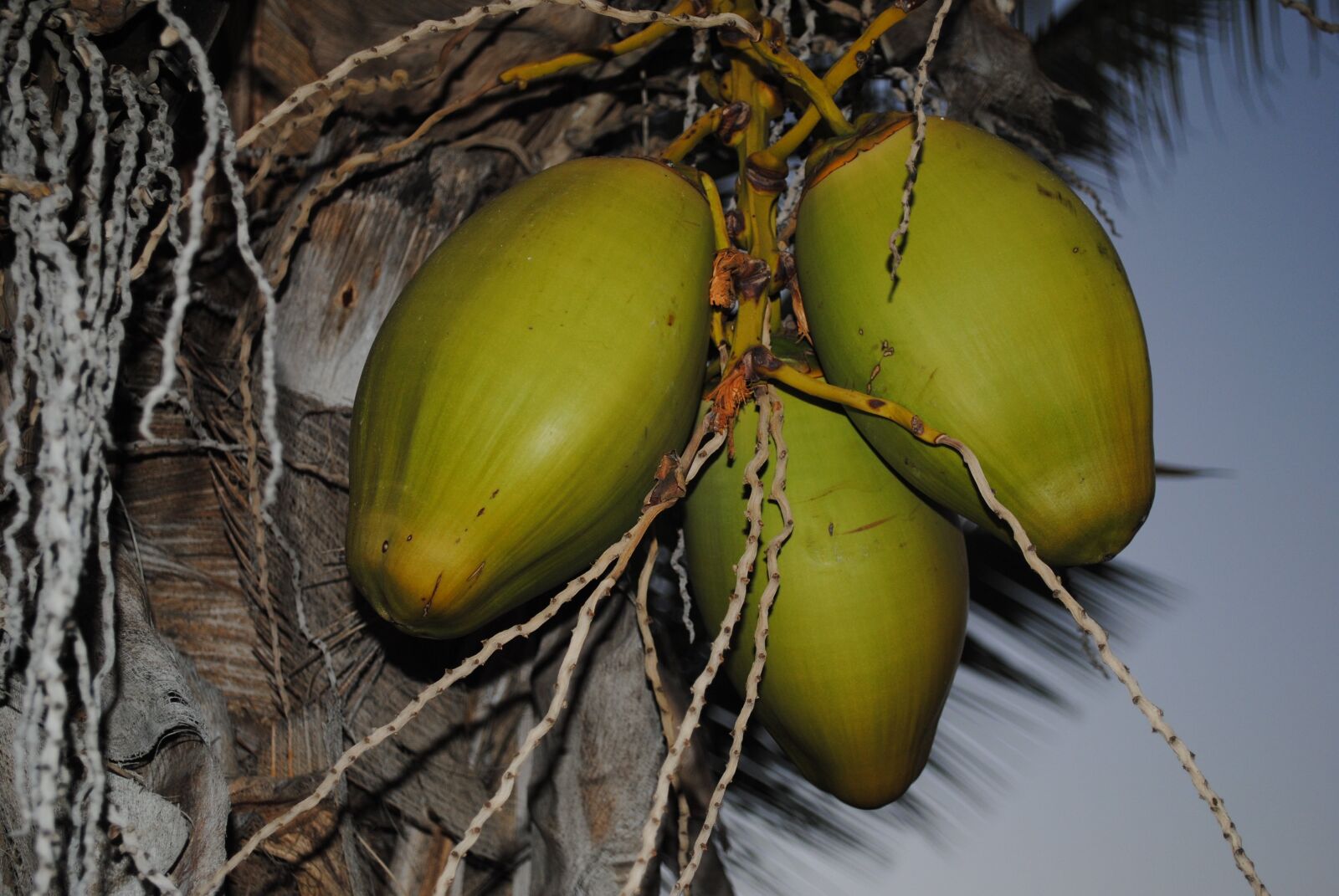 Nikon D3000 sample photo. Kokusnuss, fruits, palm photography