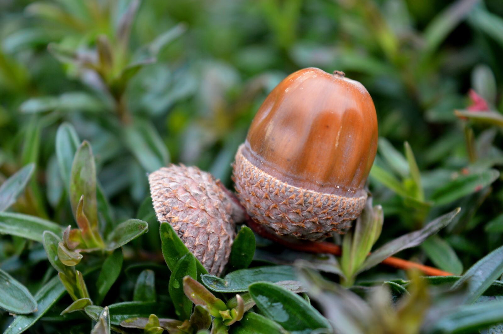 Nikon D3200 sample photo. Acorn, fruit cups, autumn photography