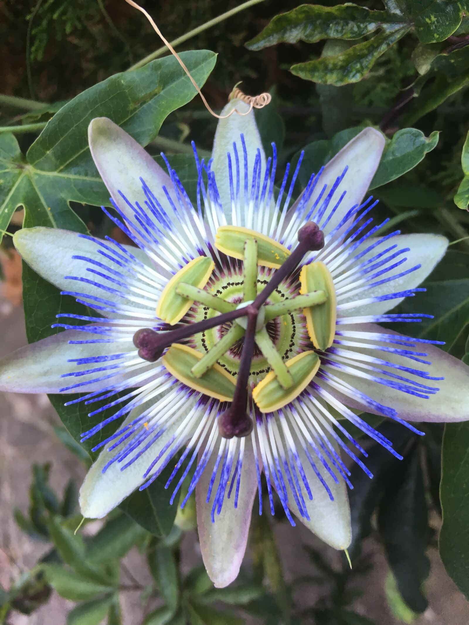 iPhone SE back camera 4.15mm f/2.2 sample photo. Passion fruit, flower, shapes photography