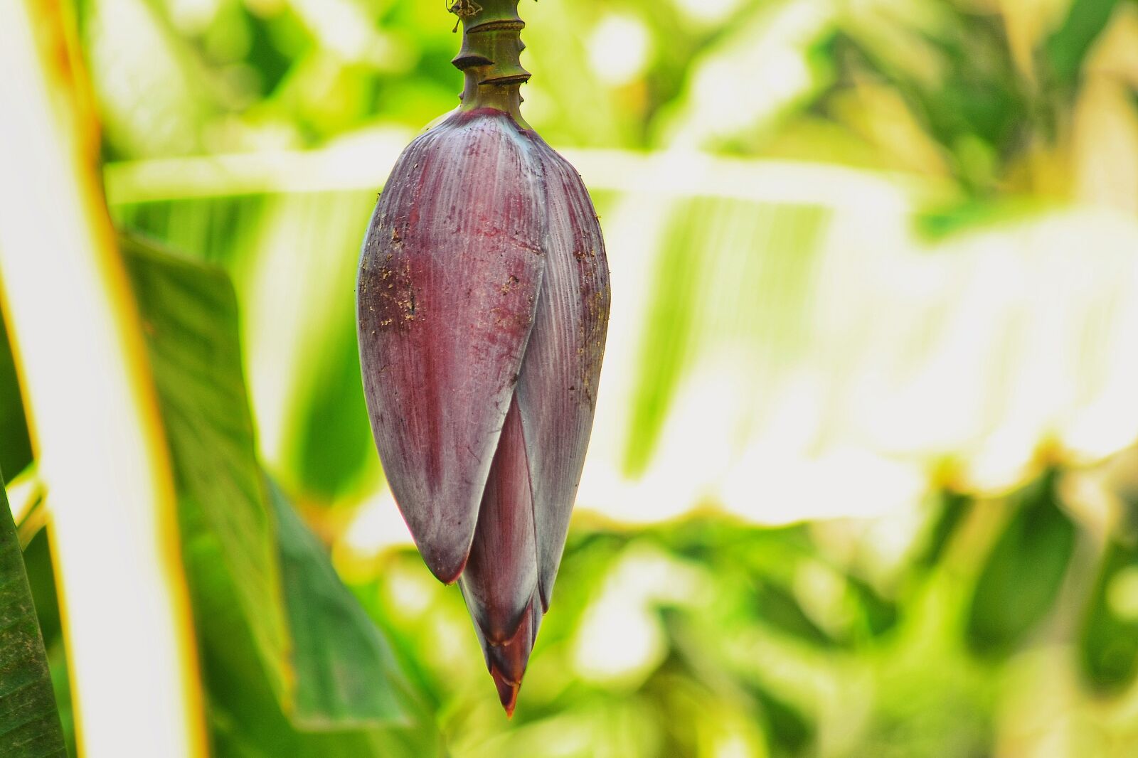 Nikon D5100 sample photo. Bud, banana fruit, food photography