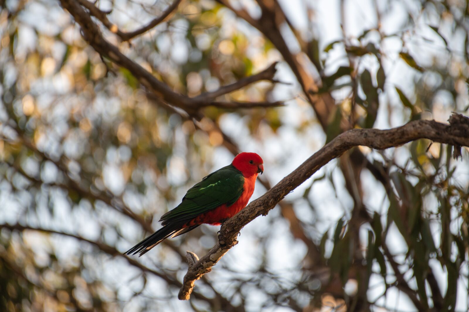 Nikon D850 sample photo. Australian king parrot, alisterus photography