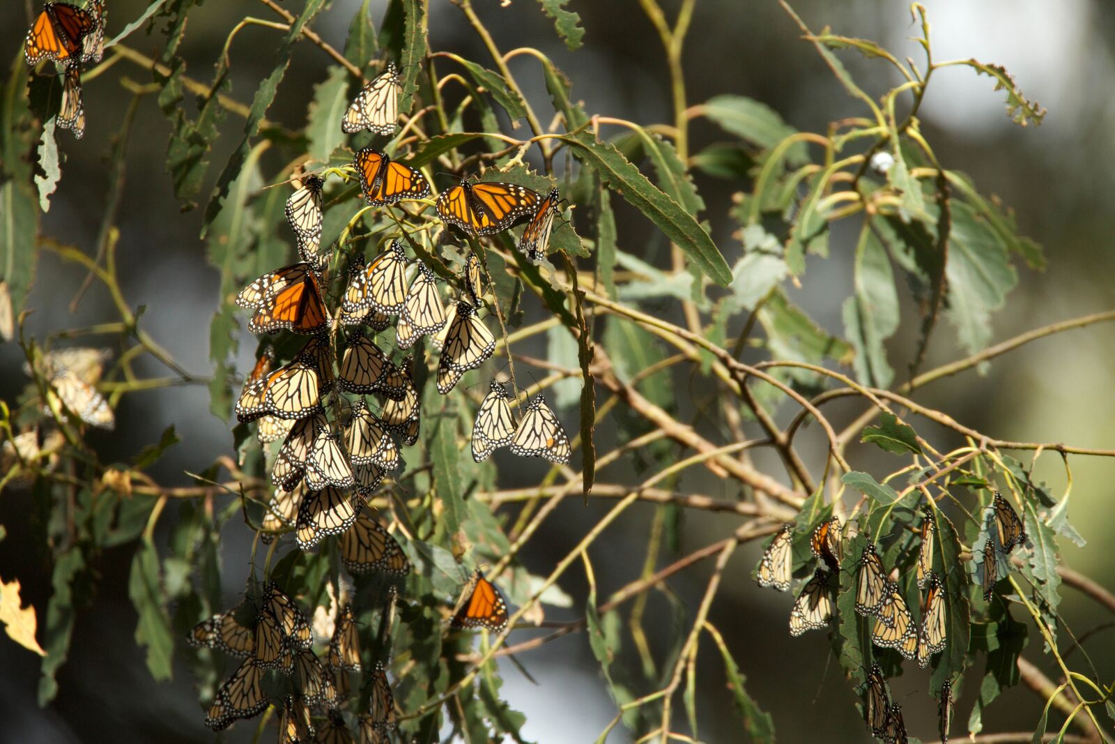 Canon EOS 5D Mark III sample photo. Monarch butterflies, annual, migration photography