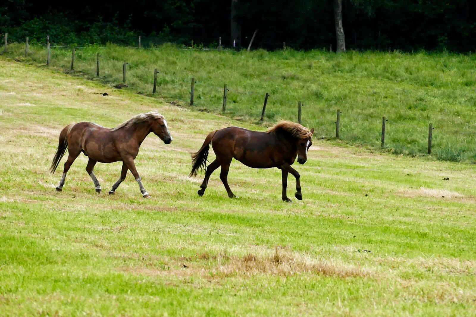 Panasonic Lumix DMC-FZ1000 sample photo. Horse, horses, gallop photography