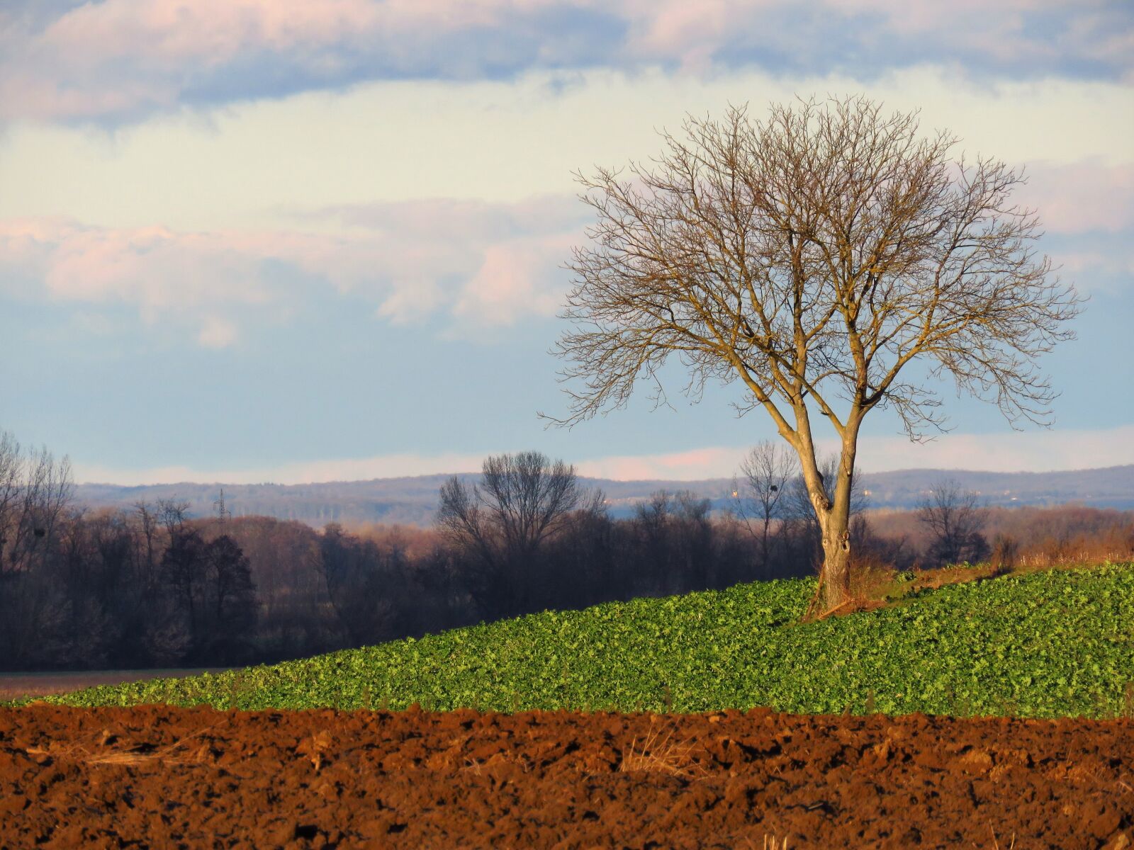Canon PowerShot SX60 HS sample photo. Landscape, agriculture, tree photography