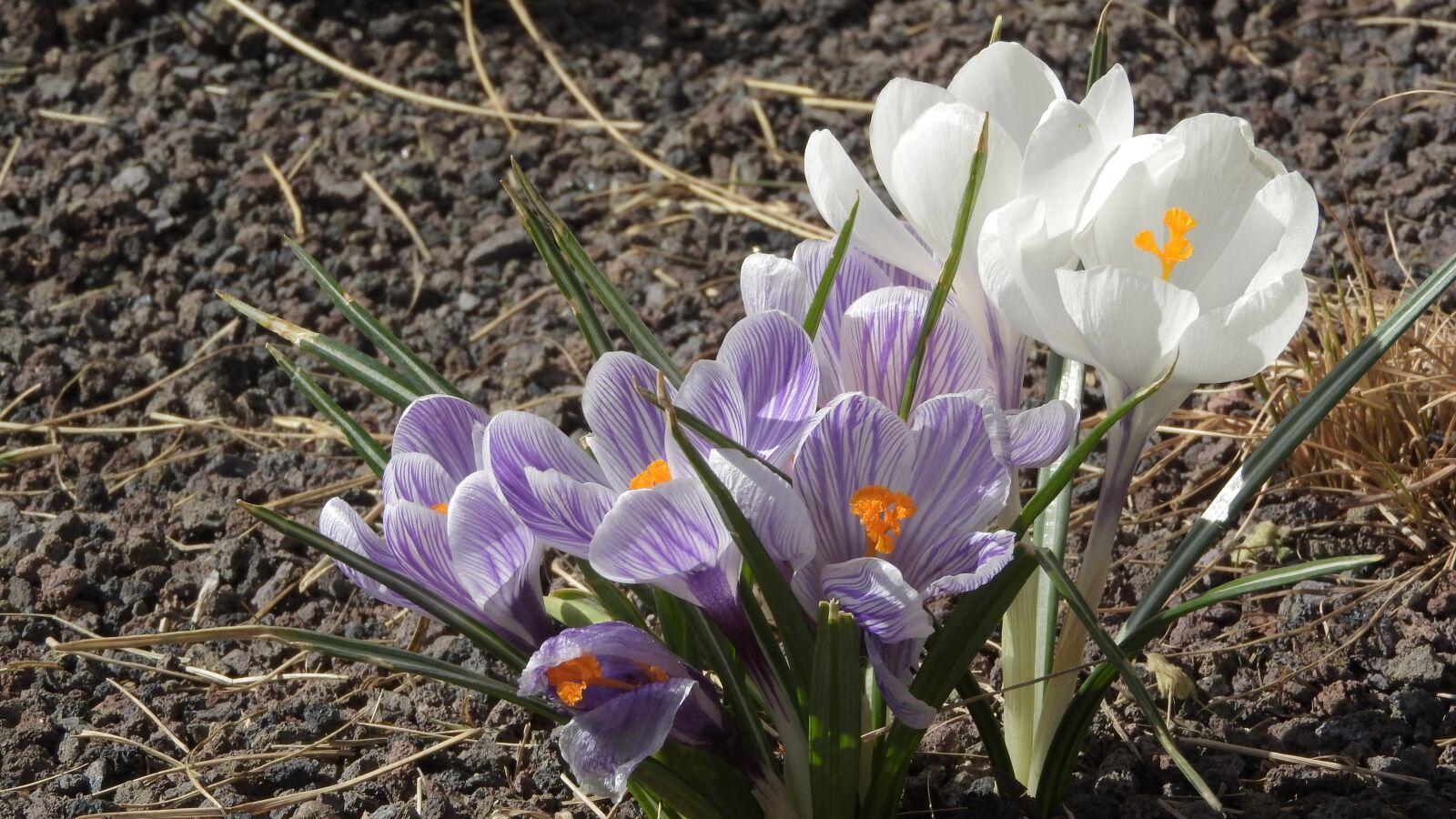 Nikon Coolpix P610 sample photo. Saffron, crocus, flowering afr photography
