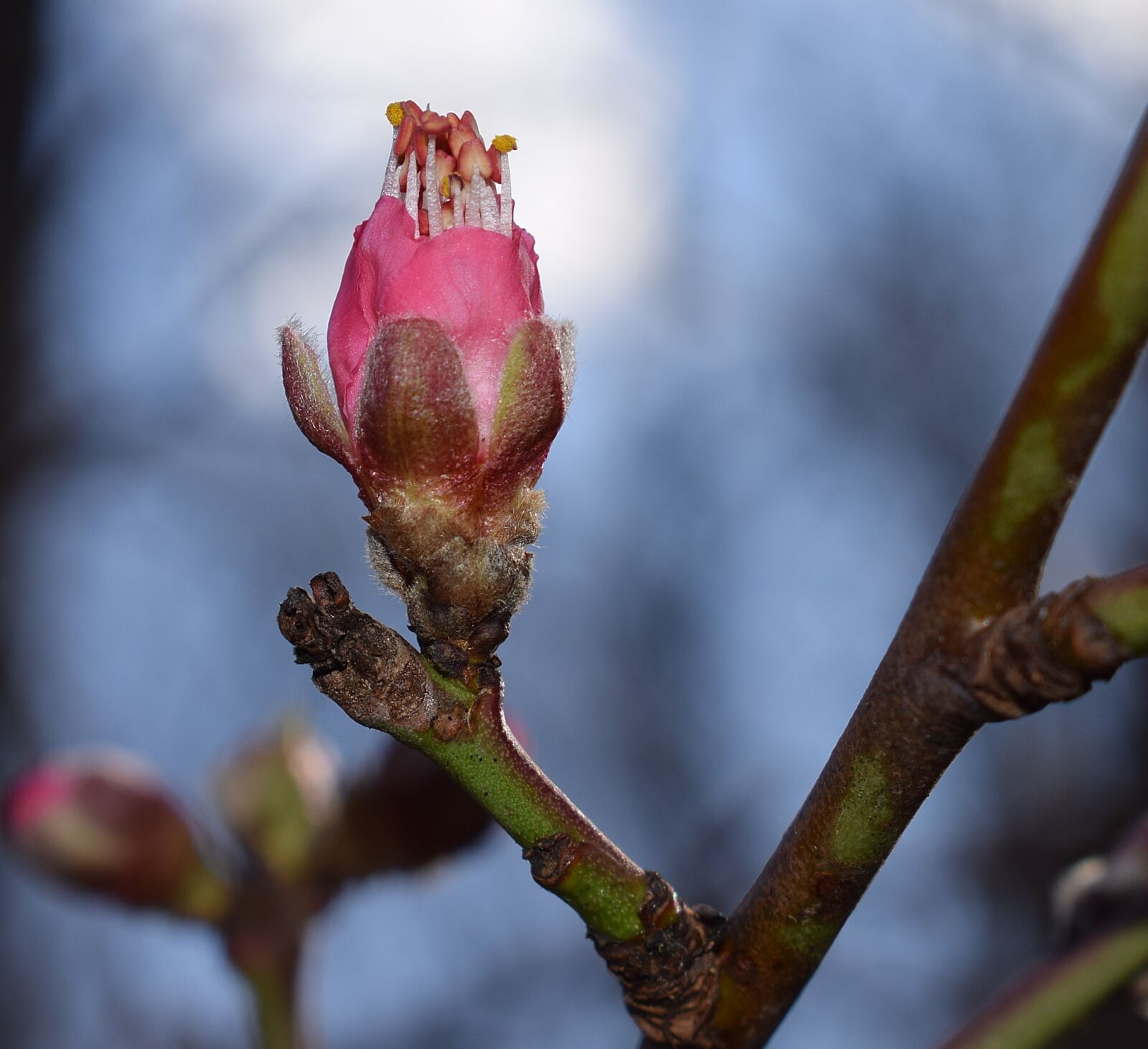 Nikon D3300 sample photo. Peach blossom bud opening photography