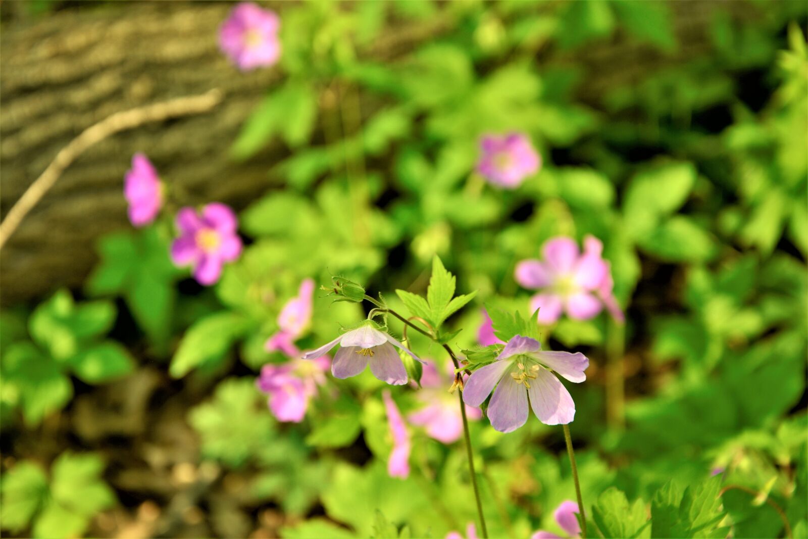 Nikon D7100 sample photo. Wildflowers, blossom, bloom photography