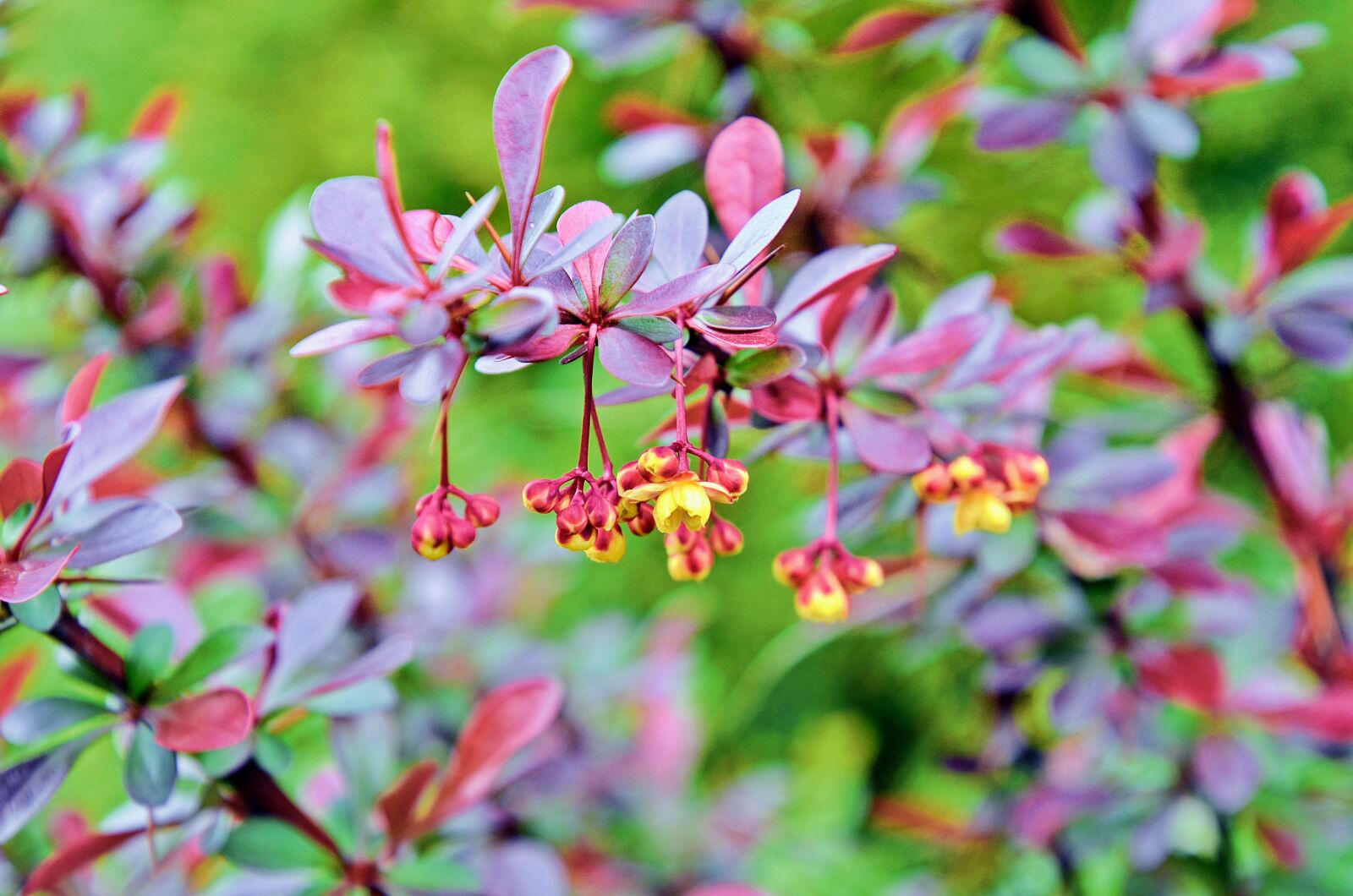 Nikon D7000 sample photo. Barberry, spring, garden photography