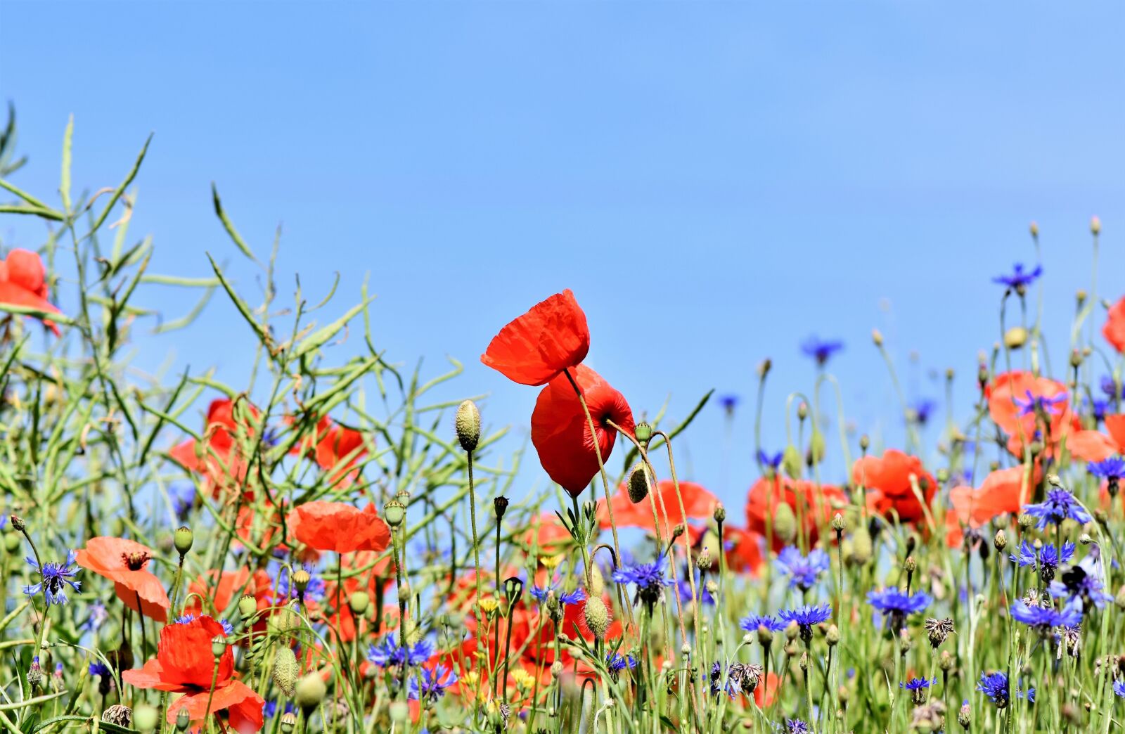 Nikon D7200 sample photo. Poppy, alpine cornflower, centaurea photography