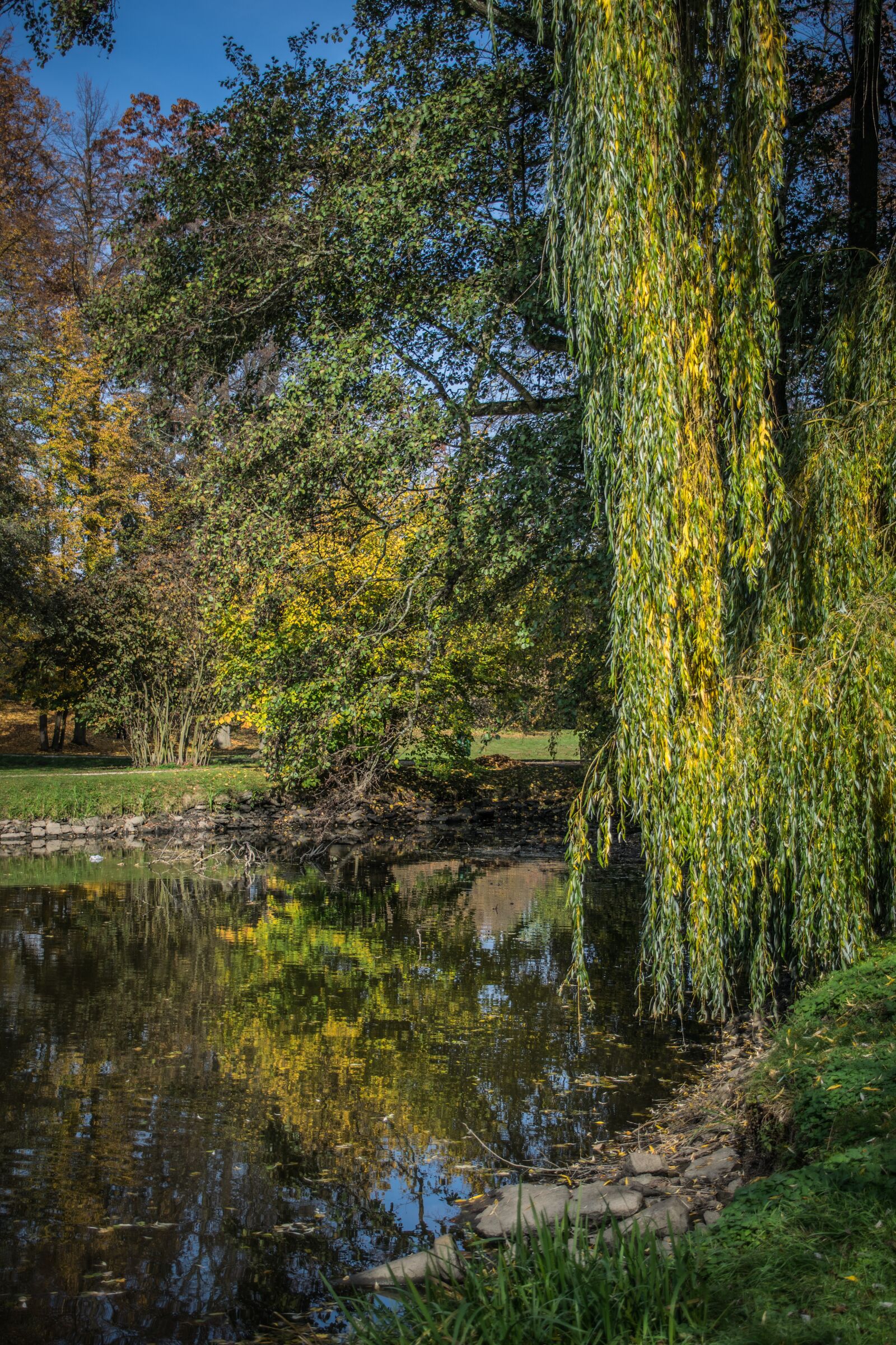 Nikon D5300 sample photo. Lake, willow, water photography