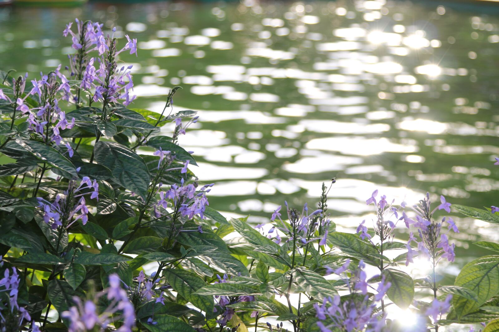 Canon EOS 70D + Canon EF 24-105mm F4L IS USM sample photo. Flower, water, nature photography