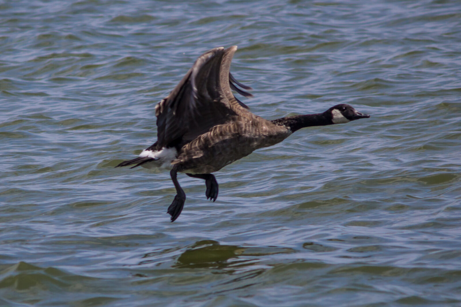 Canon EOS 600D (Rebel EOS T3i / EOS Kiss X5) sample photo. Goose photography