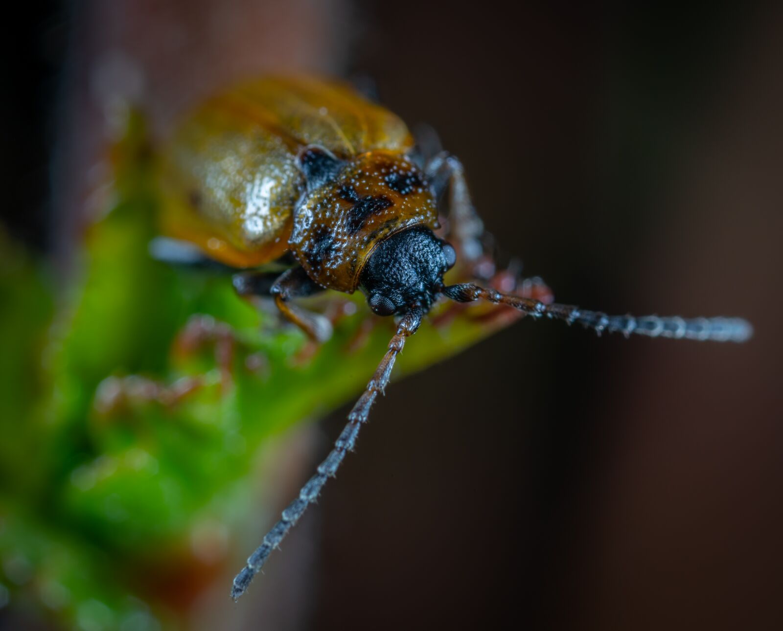 #124 65/2.8 sample photo. Insect, living nature, beetle photography