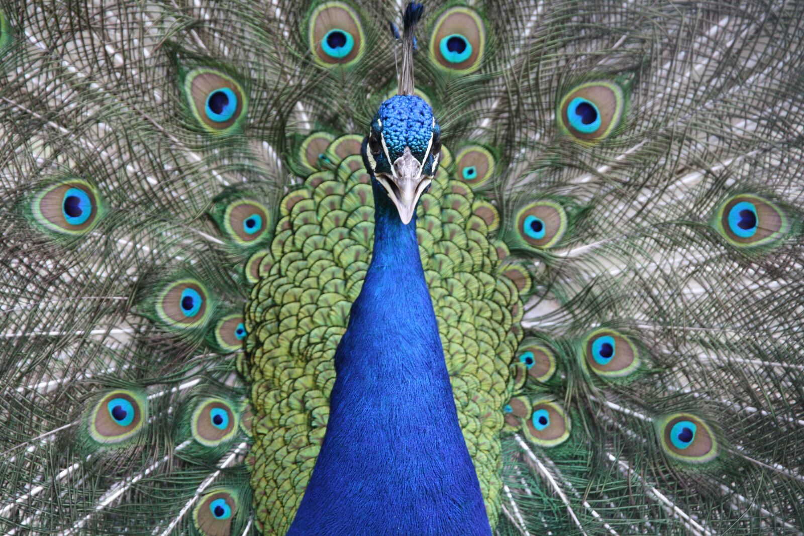Canon EOS 1000D (EOS Digital Rebel XS / EOS Kiss F) sample photo. Peacock, bird, blue photography