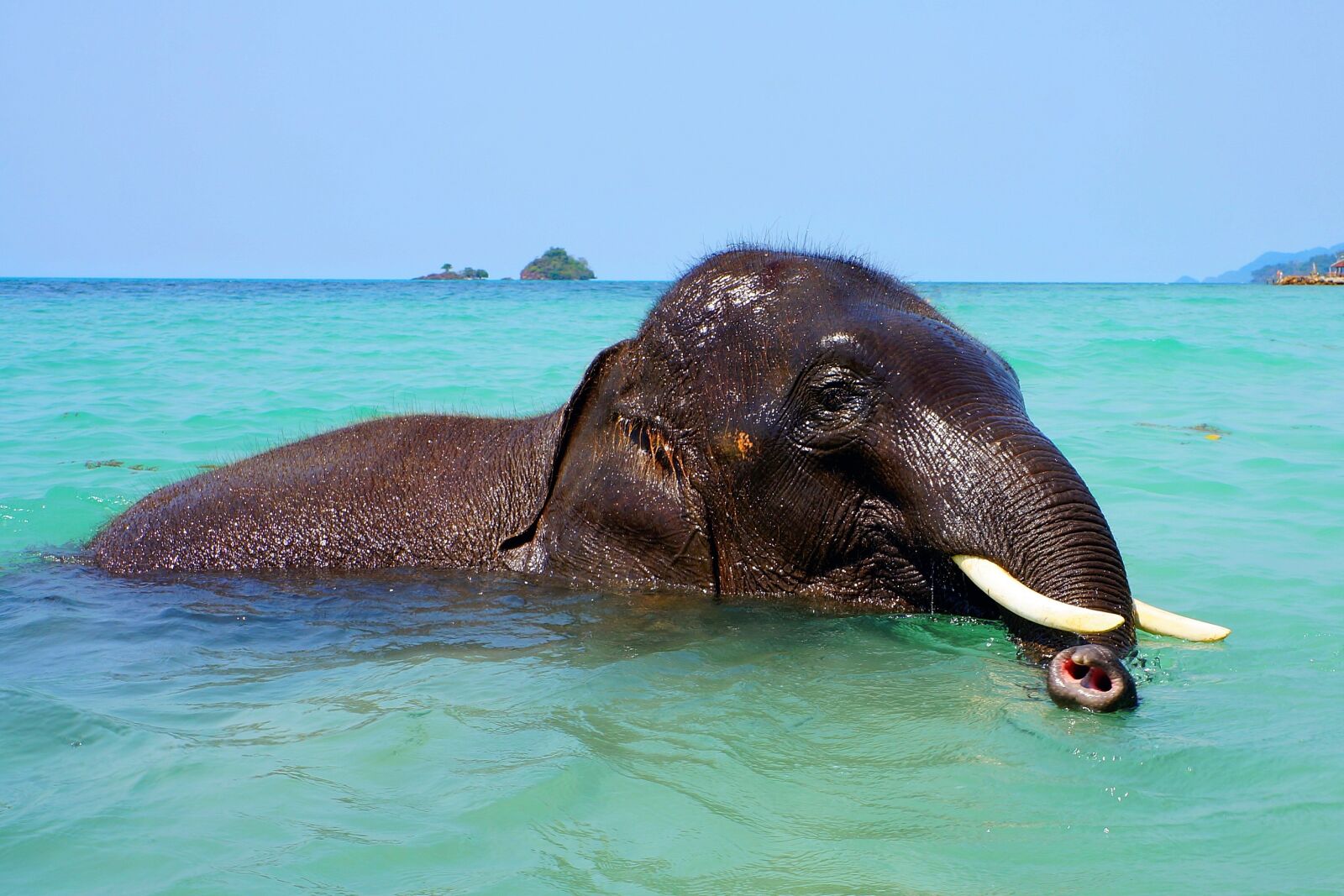 Sony Alpha NEX-5N sample photo. Elephant, bathing, sea photography