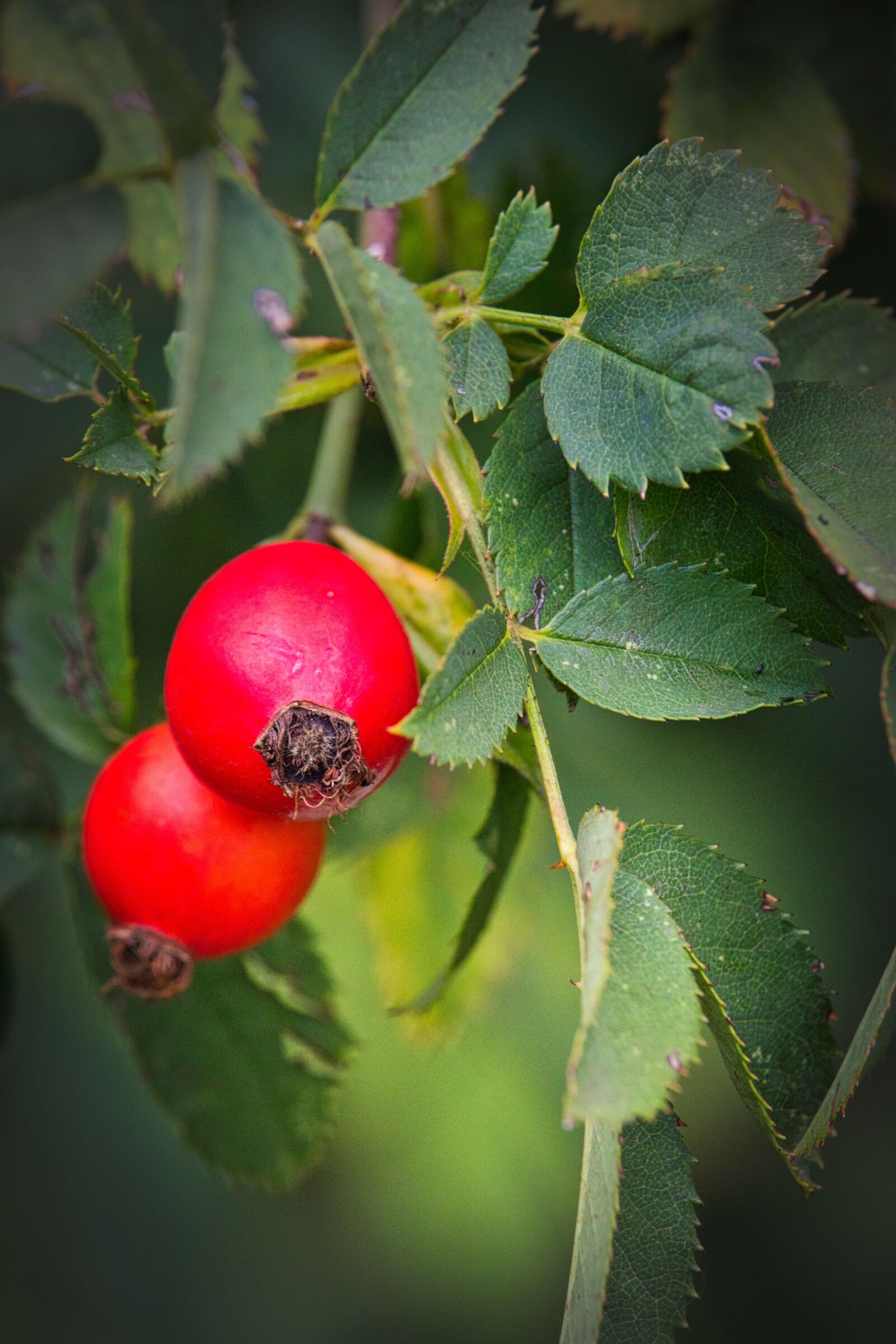 Canon EOS 200D (EOS Rebel SL2 / EOS Kiss X9) sample photo. Rose hip, red, autumn photography
