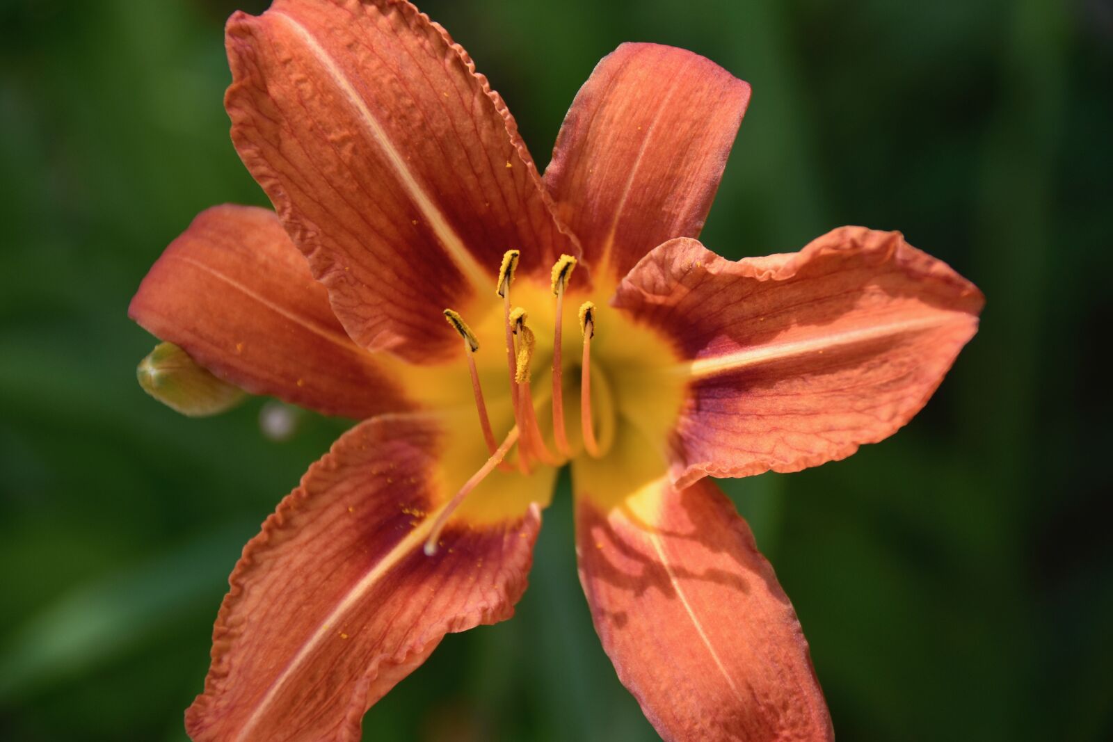 Nikon D5600 sample photo. Flower, flowers, fleur de photography