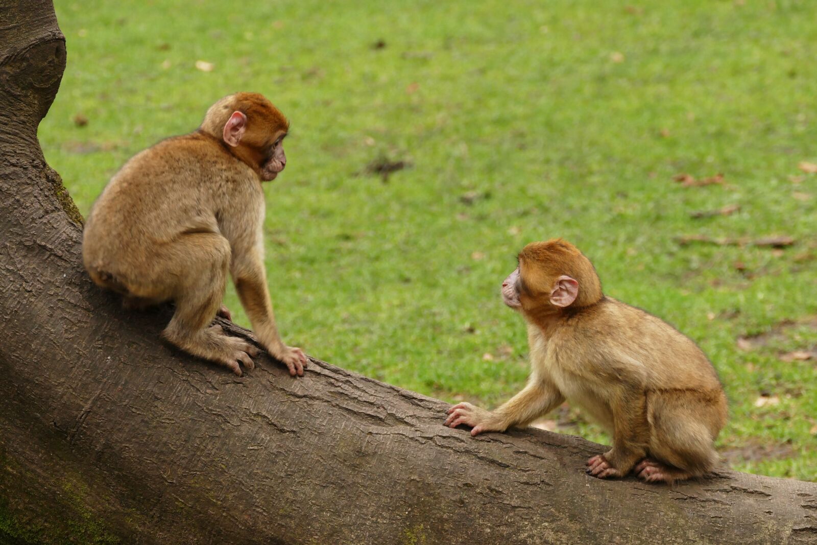 Panasonic Lumix DMC-FZ1000 sample photo. Ape, monkey, animal photography