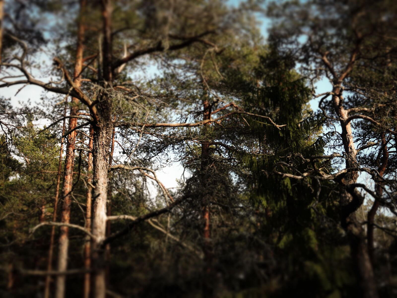 Canon PowerShot G7 X Mark II sample photo. Forest, finland, finnish forest photography