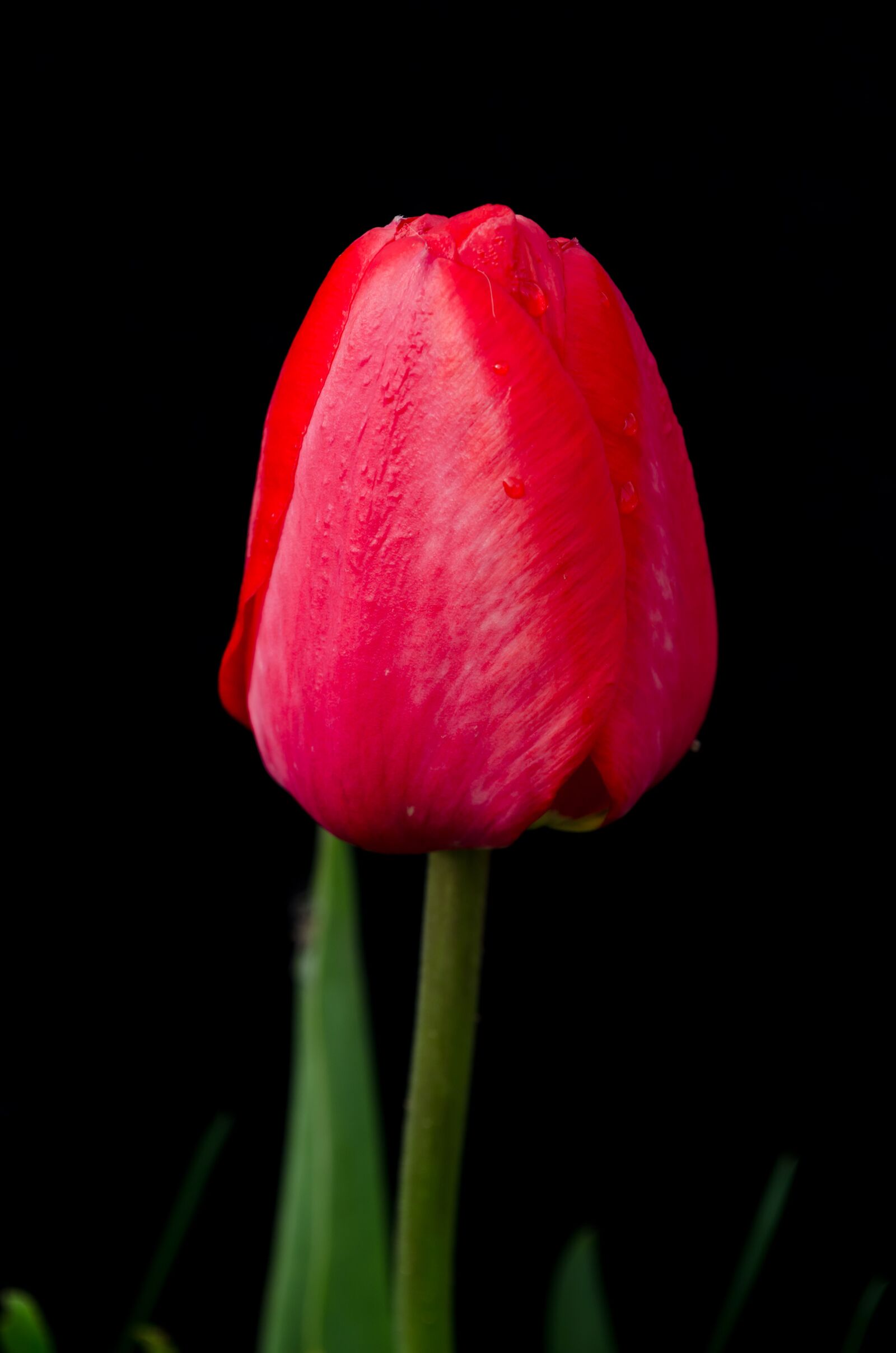 Nikon D5100 sample photo. Tulip, red, flower photography