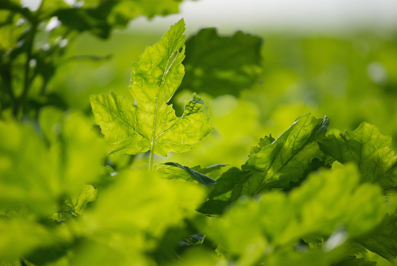 Nikon D80 sample photo. Green stuff, leaves, plant photography